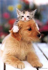 cat-on-dog