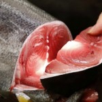 615 tuna1-1