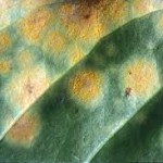 Coffee Rust (image