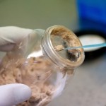 Human Tissue