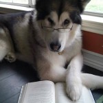 SW_dog