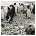 Seal pup