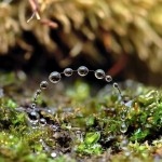 droplets4.img_assist_custom-600x566-1