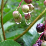 elderberry