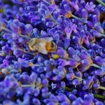 lavender