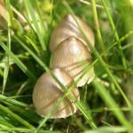 magic mushrooms