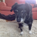 The Little Dog is Much better Now