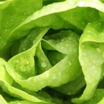 winter-lettuce-ahero