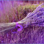 Lavander