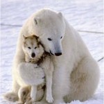 Polar-Bear-Husky-Friends