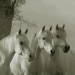 Stuart_Wilde_3White_Horses