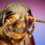 cockroach