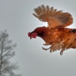 stuart_wilde_flying_chicken