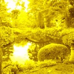 golden_grass