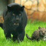 jaguars