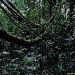 jungle_vines