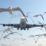 Plane with Birds