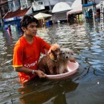 thailand_flood_dogs