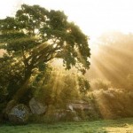 tree_02