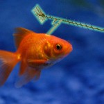 Stuart_Wilde_fish copy(1)