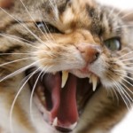 Stuart_Wilde_snarling_cat