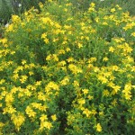 Stuart_Wilde_st-johns-wort