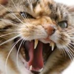 Stuart_Wilde Snarling cat 5.jpg