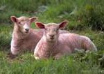 stuart_wilde_sheepl-6