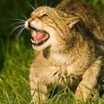 stuart_wilde-snarling cat. jpg