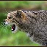 stuart_Wilde_snarling cat. jpg