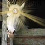 Stuart_wilde_starburst_ horse