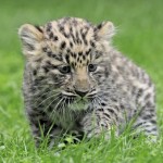 ap_amur_leopard_100809_ssh