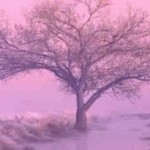 stuart_wilde-cropped_tree