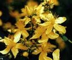 st. john’s wort_stuart_wilde