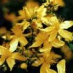 St. John’s Wort Stuart_wilde