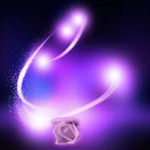 Stuart_Wilde_Purple flash_Rose 01