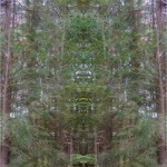SW_trees