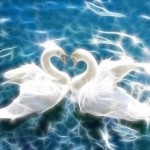 Sw_Swans_Blog