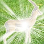 SW_gazelle002