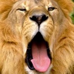 SW_Dreaming Lion