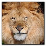 SW_Lion