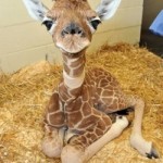 SW_baby giraff