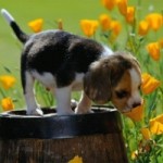 SW_puppyflower