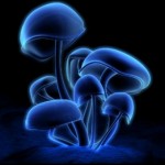 bluemush