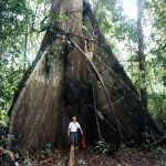 giant_tree_amazon_jungle_peru_feb_2002