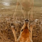 SW_Deer_Mirror