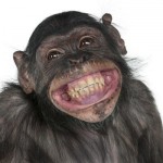 Happy Chimp