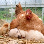 Protection Hen Dog