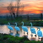 SW_Ducks