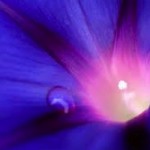 SW_Morning Glory